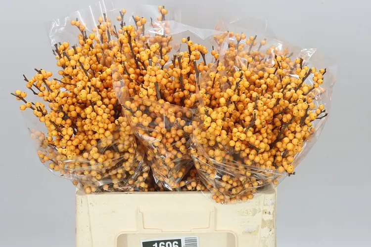 Ilex Golden Verboom 60 cm
