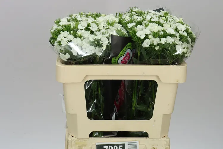 Di Barb White 60 cm