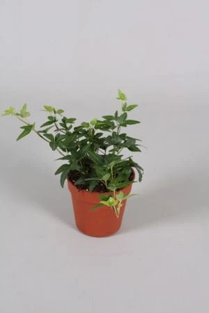 Brečtan Shamrock črepník 9 cm