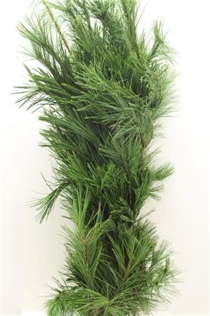 Pinus Strobus Wrap 5 kg 70 cm