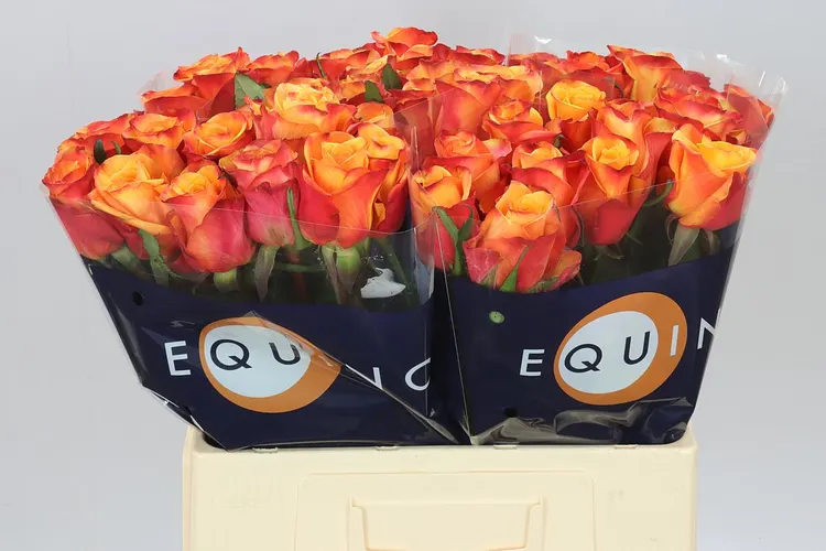 Rosa Gr Fire Fly 60 cm