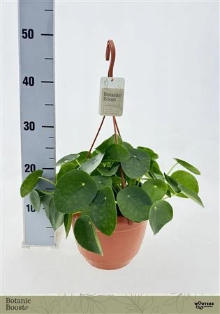 Pilea Peperomoides Xl, závesný črepník črepník 21 cm