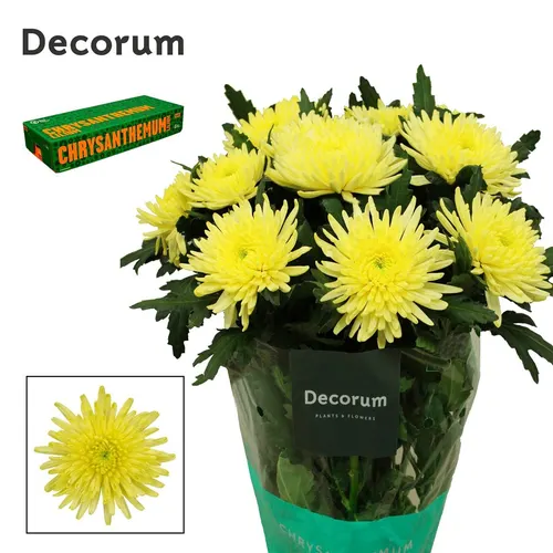 Chr G Topspin Yellow 70 cm