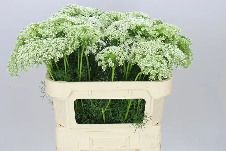 Ammi Vi Casablanca 70 cm