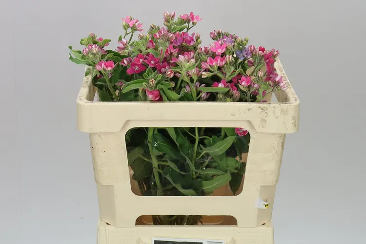 Oxypetalum Pink Harmony 50 cm