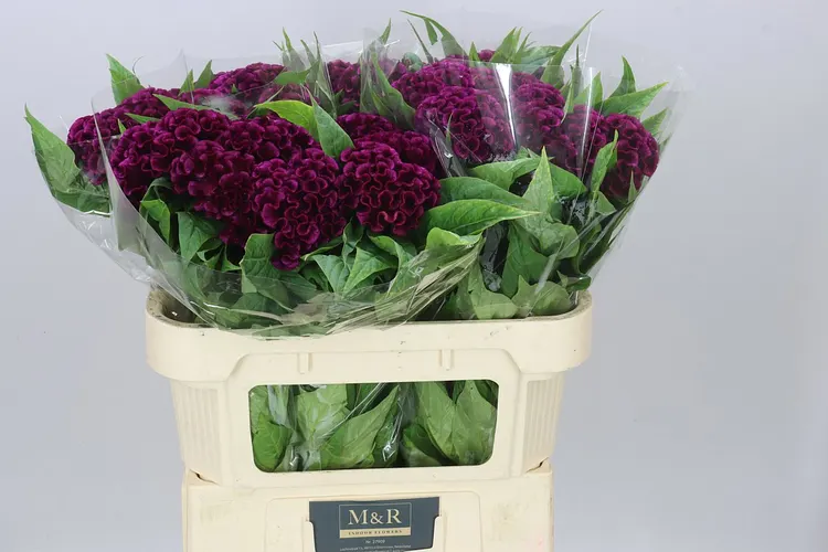 Celosia C Purple Mystic 72 cm
