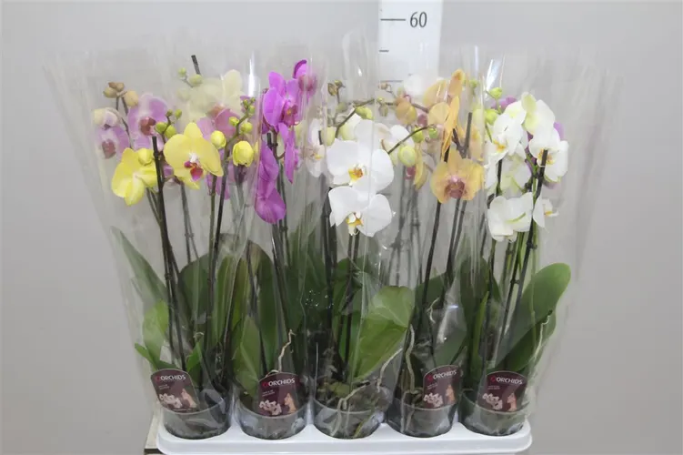 Orchidea Phalaenopsis mix 10+, 2 výhony črepník 12 cm