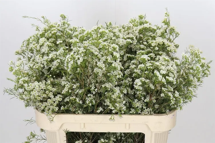 Chame Wax Blizzard 70 cm