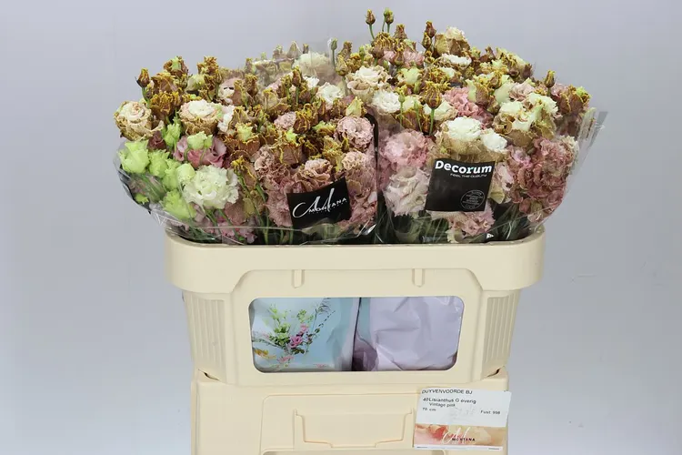 Eustómy / liziantusy (Eustoma)