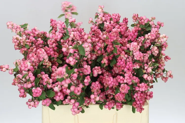 Symph Mag Ruby Fall 60 cm