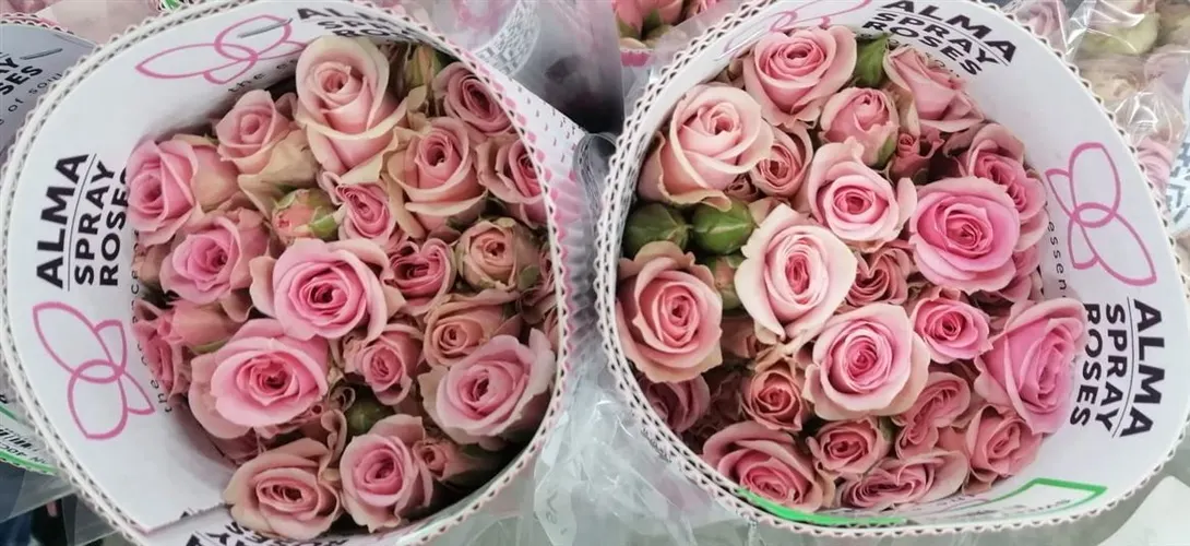 Ruža trsová Sweet Sensation, Ekvádor 40 cm