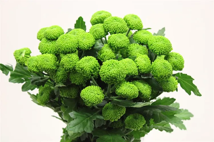 Chr T Deligreen 70 cm
