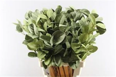 Eucalyptus Grof Green, sušené 50 cm