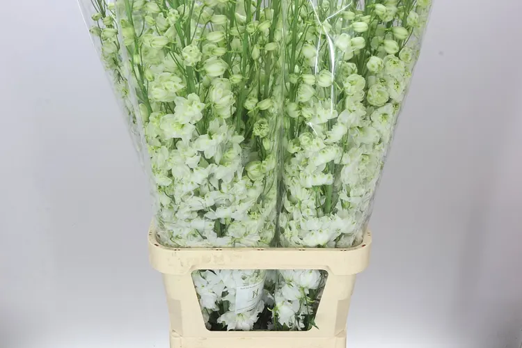 Delph El Dewi Impressive White 120 cm