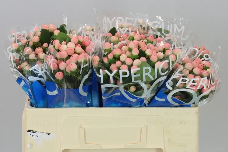 Hyp Coco Tiamo 50 cm