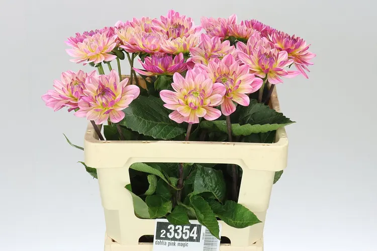 Georgína Pink Magic 55 cm