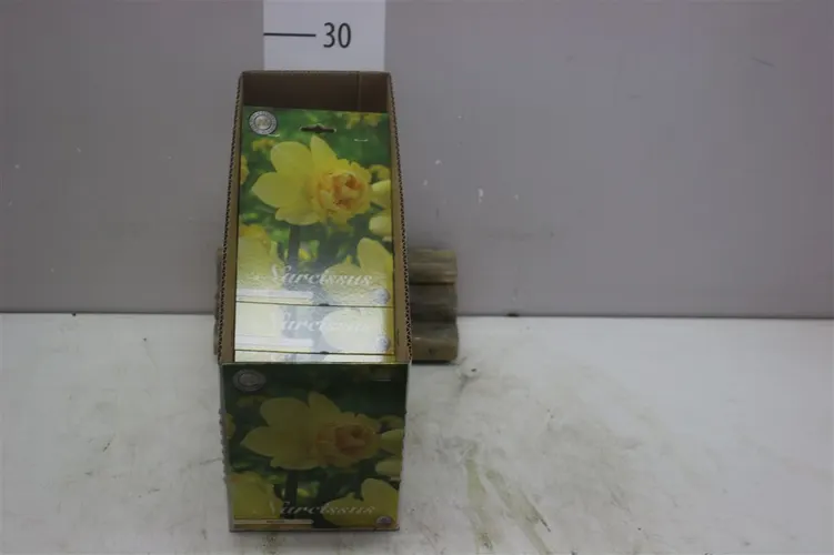 Bol Narcis Double Milena X5