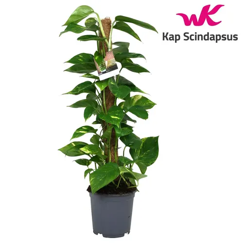 Epipremnum Mosstok črepník 19 cm