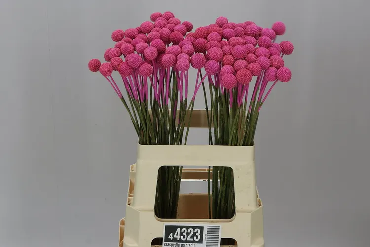Craspedia Painted Cerise 60 cm