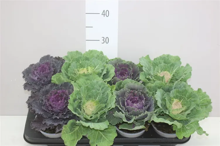 Brassica (sierkool) Gemengd črepník 13 cm