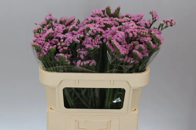 Lim. S Light Pink 70 cm