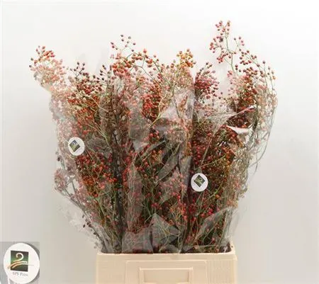 Rozenbottel Corallo 70 cm