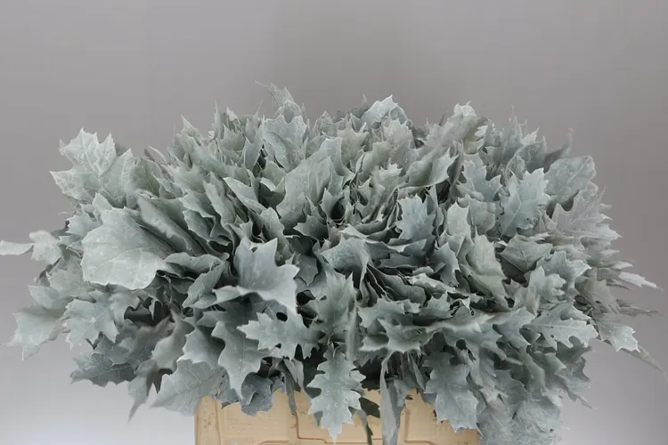Quercus Rubra White 20st 60 cm