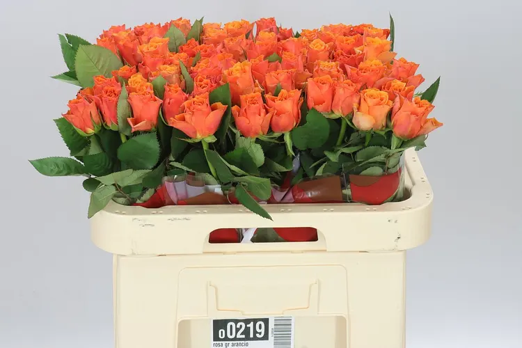 Rosa Gr Arancio 60 cm