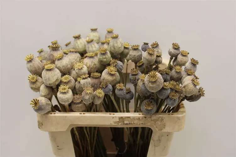 Dried Poppies ( Papaver ) 65 cm
