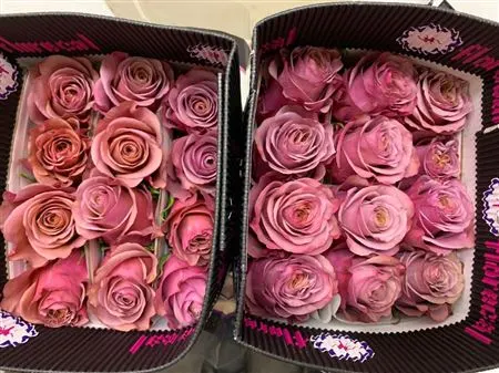 Rosa Gr Ec Purple Moon 70 cm