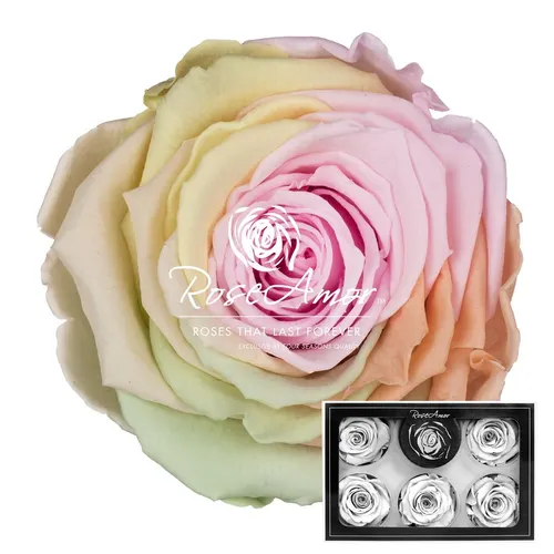Stabilizovaná ruža XL ⌀ 6 cm, dúhová PIN99