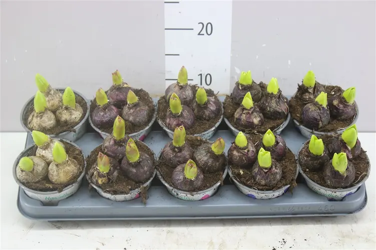 Hyacint mix 3pp črepník 12 cm