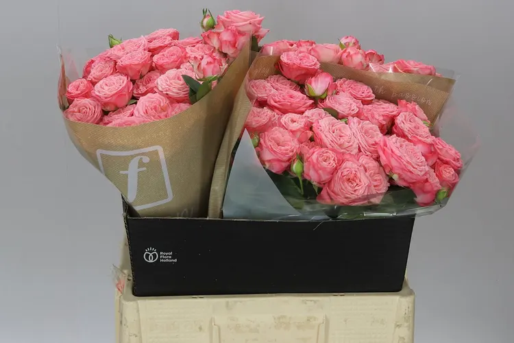 Rosa Tr First Date 60 cm