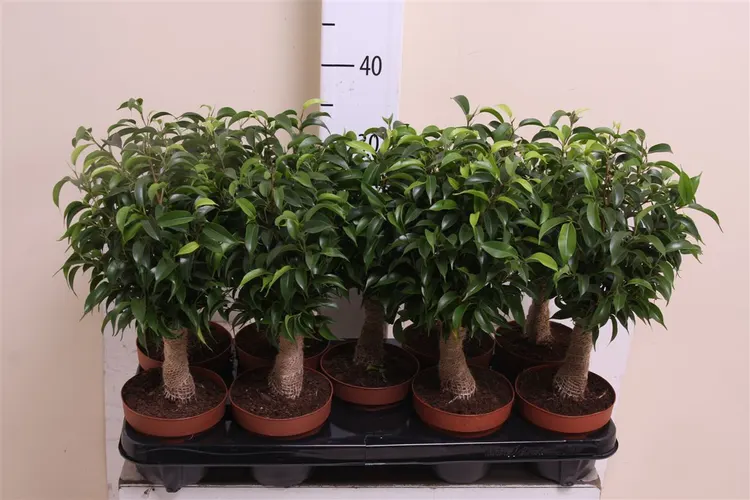 Ficus Natasja Jute Stam črepník 12 cm
