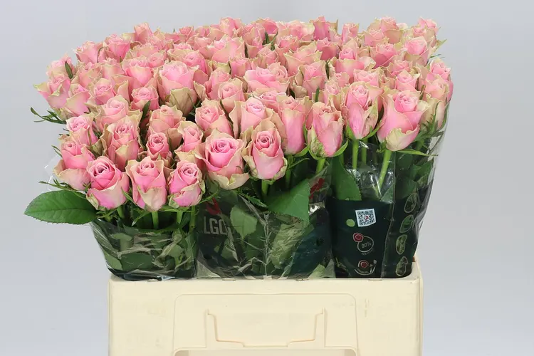 Rosa Gr Athena Royale 60 cm