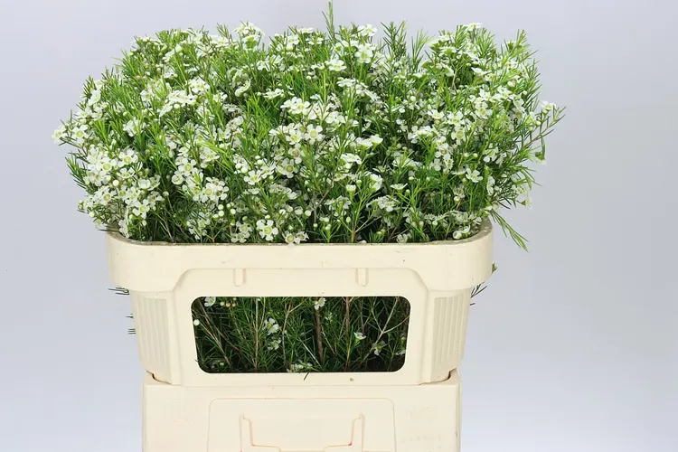 Chame Wax Ofir 70 cm