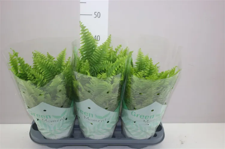 Nephrolepis Green Moment črepník 17 cm