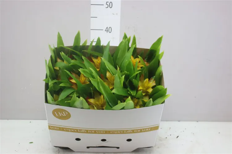 Guzmania Flava črepník 10,5 cm