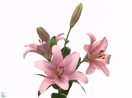 Lil La Brindisi 3+ 80 cm