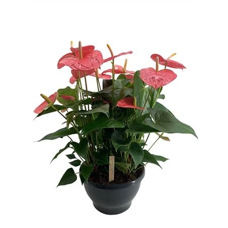 Antúrium Colorado Xl črepník 30 cm
