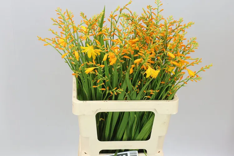 Crocosmia George Davidson 58 cm