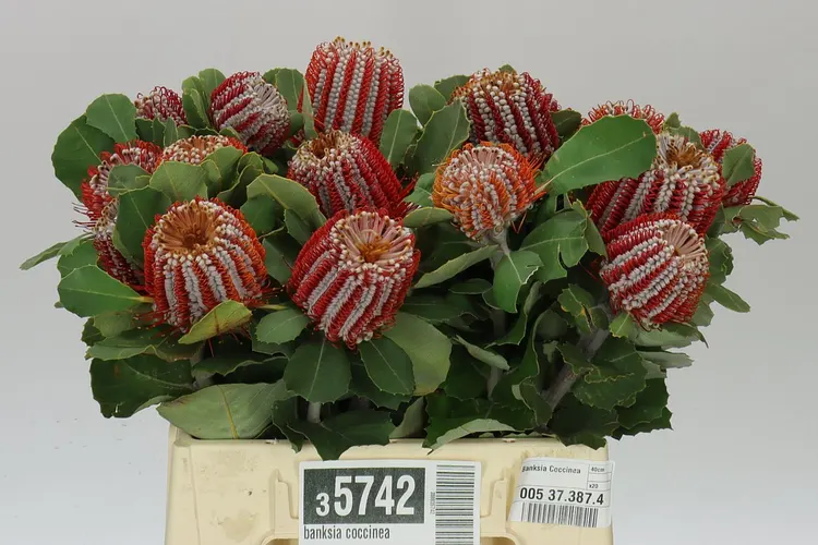 Banksia Coccinea 40 cm