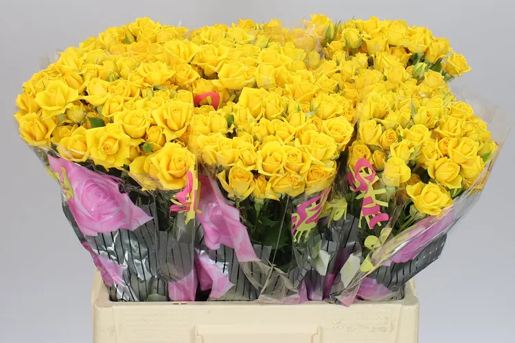 Rosa Tr Mariah 60 cm