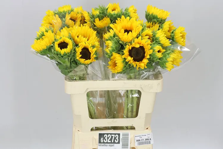 Slnečnica Import 60 cm