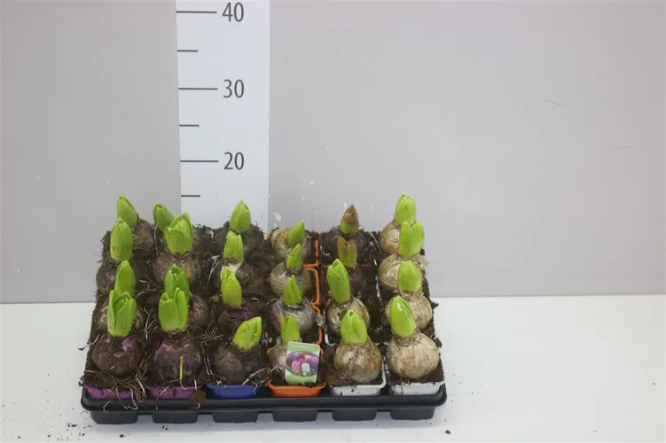 Hyacint mix 1pp črepník 7 cm
