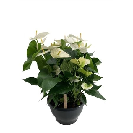 Antúrium Samora Xl črepník 30 cm