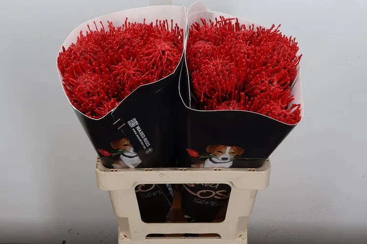 Nutan Wx Rood 60 cm