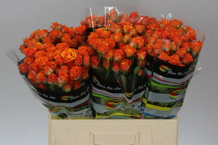 Rosa Tr Smashing 60 cm