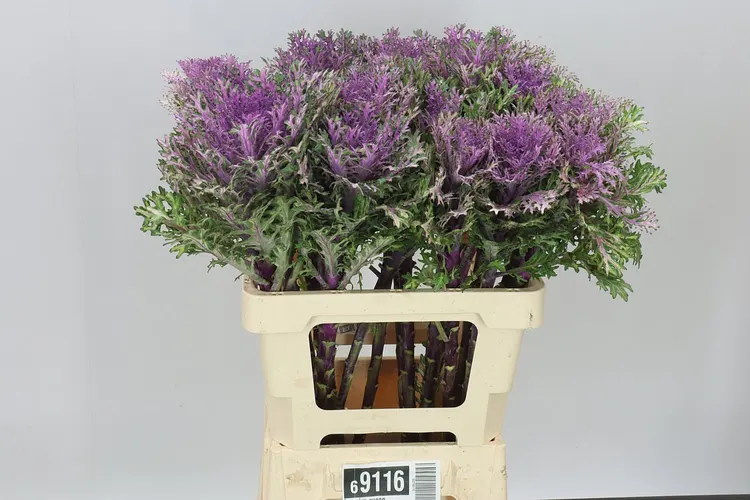 Okrasná kapusta Queen 60 cm