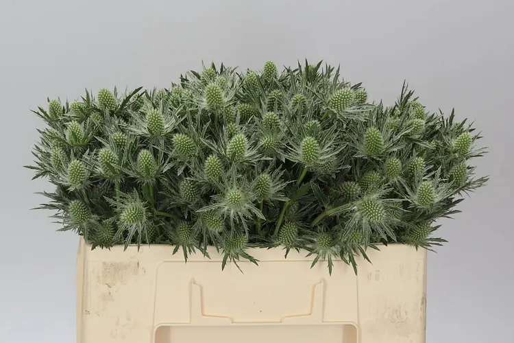 Eryngium Sirius 50 cm